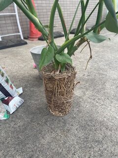 根詰まりがひどいモンステラ