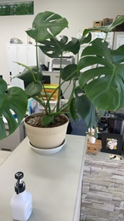 植え替え後のモンステラ