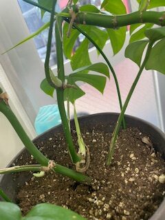 ヒメモンステラ芽吹きの時期