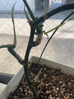 新芽が伸びてきているヒメモンステラ