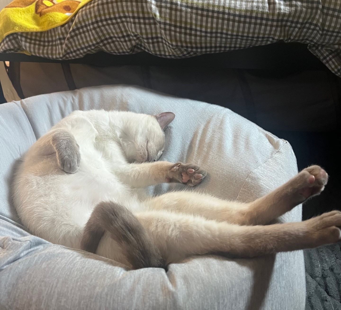 あおくん♡