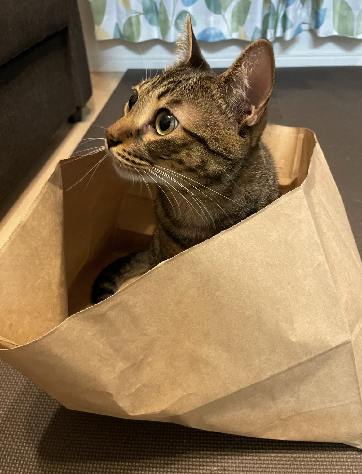 紙袋に入った猫