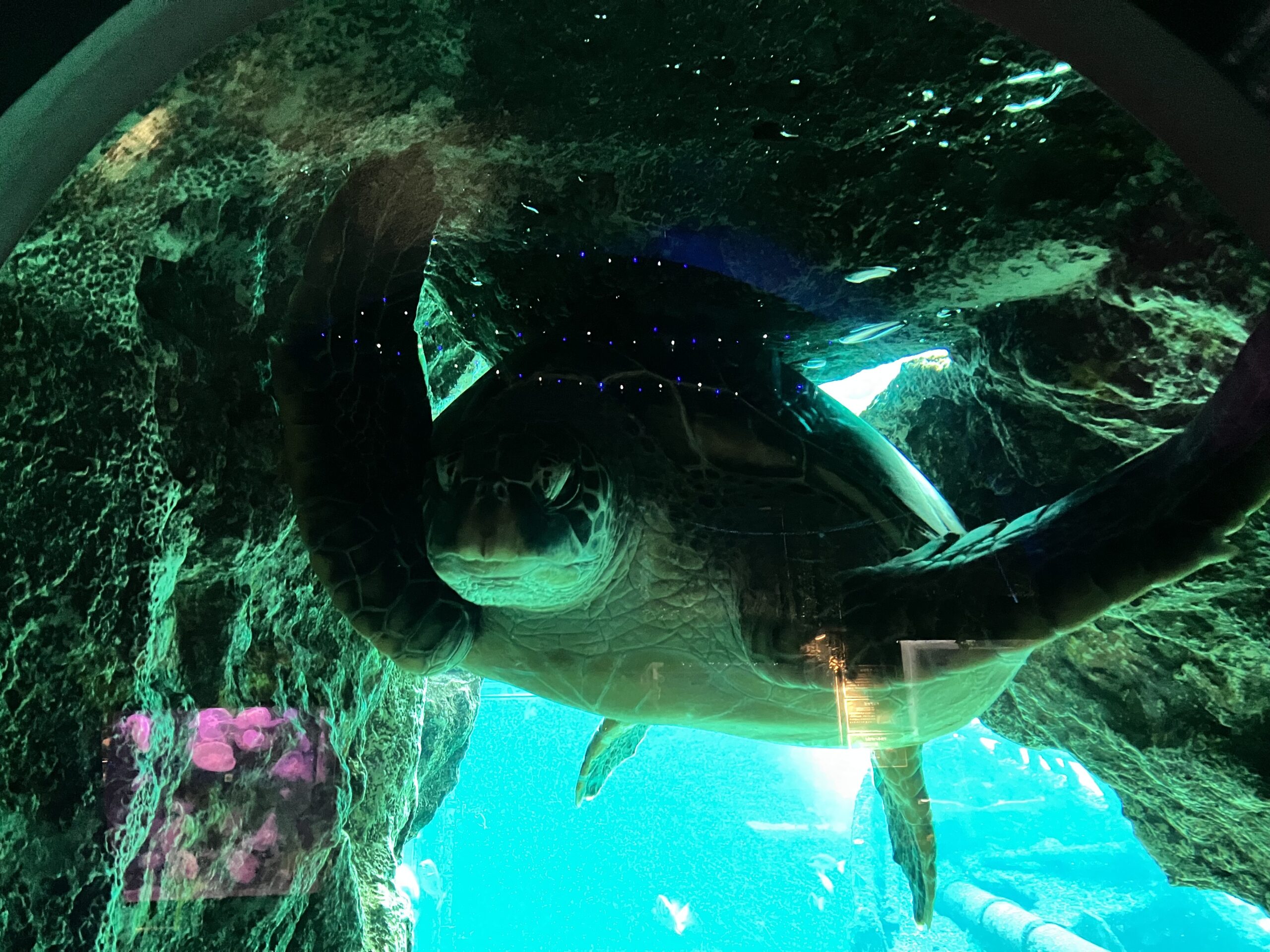 箱根園水族館のウミガメです🐢
